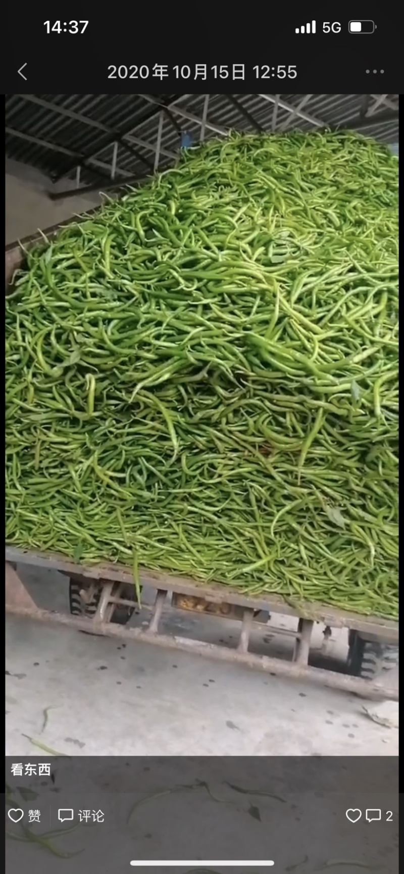 陕西渭南线椒螺丝椒保质保量欢迎老板莅临洽谈