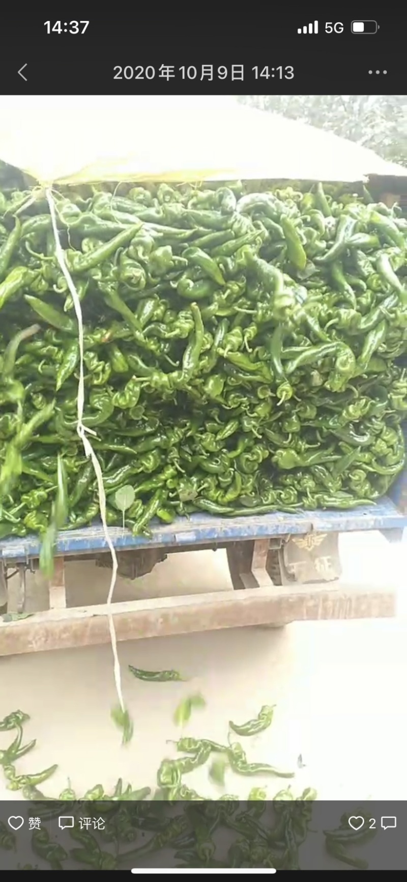 陕西渭南线椒螺丝椒保质保量欢迎老板莅临洽谈