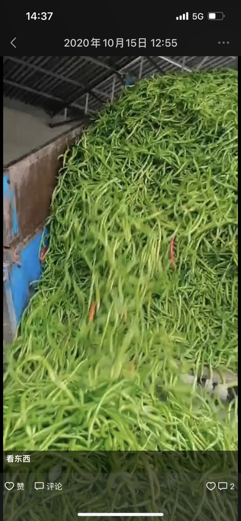 陕西渭南线椒螺丝椒保质保量欢迎老板莅临洽谈