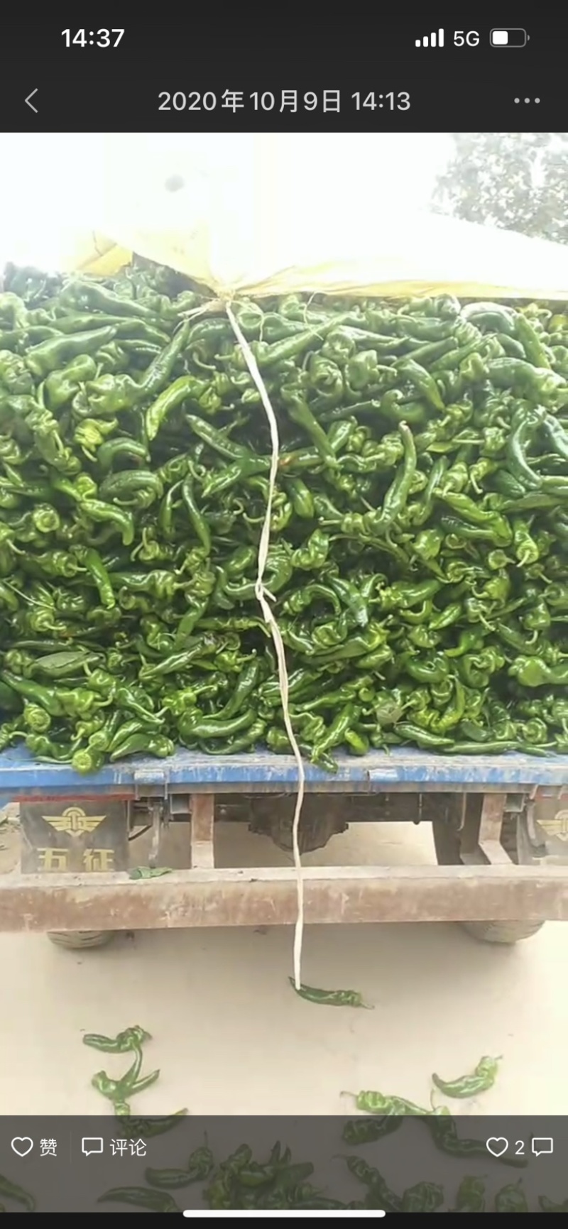 陕西渭南线椒螺丝椒保质保量欢迎老板莅临洽谈