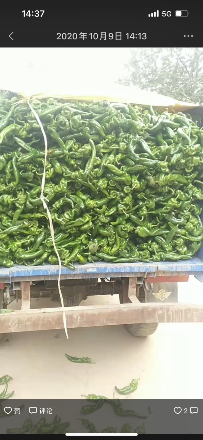 陕西渭南线椒螺丝椒保质保量欢迎老板莅临洽谈