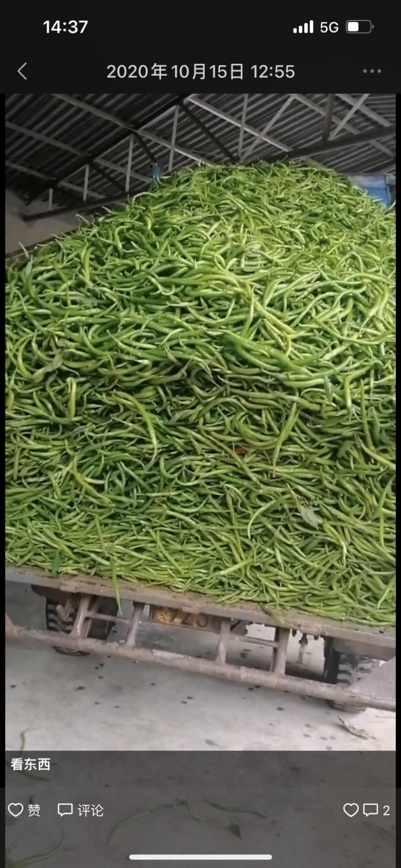 陕西渭南线椒螺丝椒保质保量欢迎老板莅临洽谈