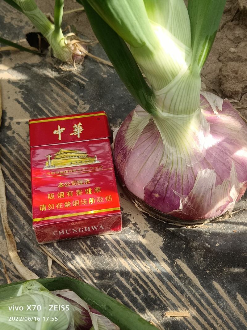 甘肃金昌红皮洋葱大量上市中，欢迎新老客户咨询下单