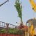 四川银杏树基地银杏树5到50cm直径低价批发供应欢迎咨询