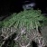 四川银杏树基地银杏树5到50cm直径低价批发供应欢迎咨询