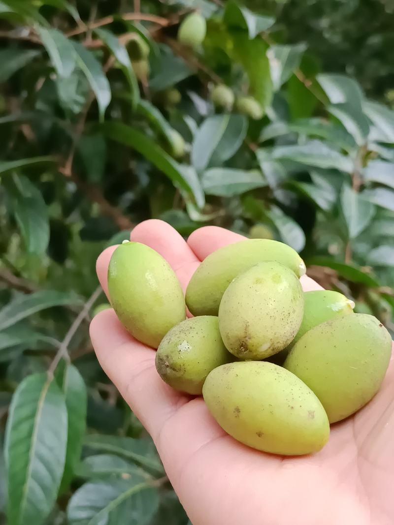 饶平青橄榄，此时正是成熟最佳期，香气最浓时