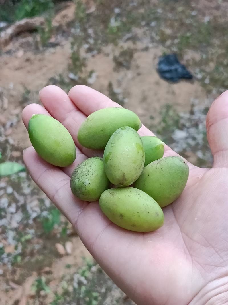 饶平青橄榄，此时正是成熟最佳期，香气最浓时