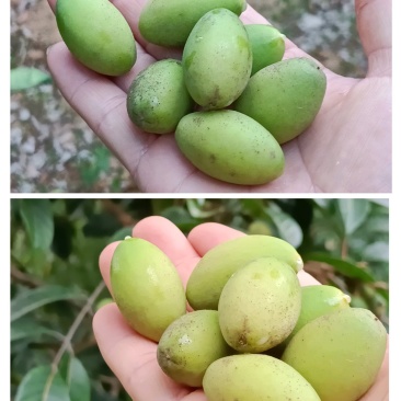 饶平青橄榄，此时正是成熟最佳期，香气最浓时
