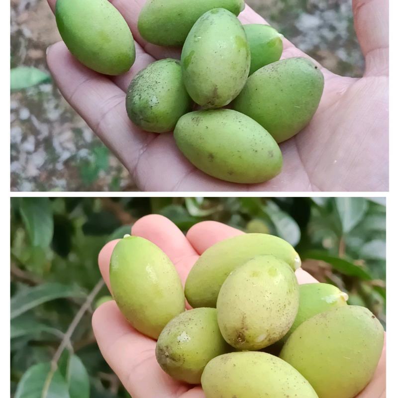 饶平青橄榄，此时正是成熟最佳期，香气最浓时