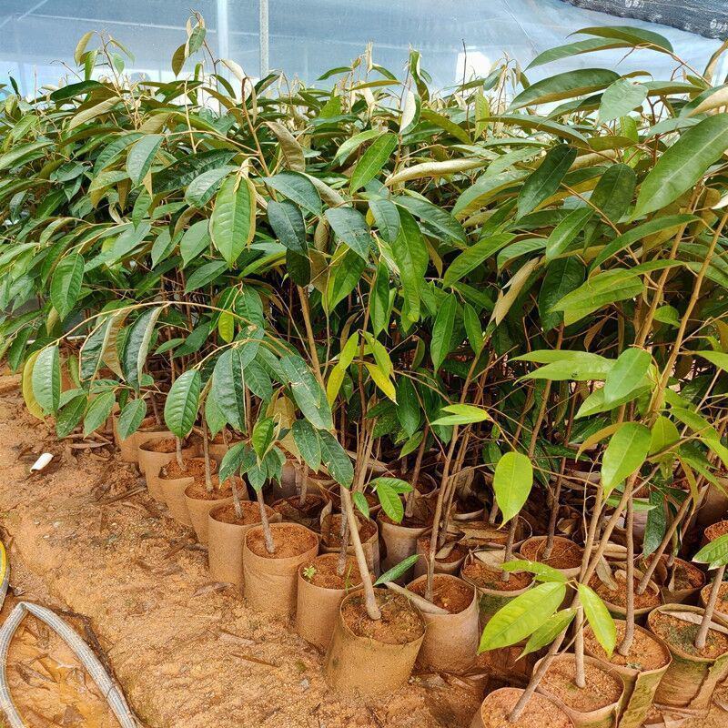 榴莲树苗泰国金枕头猫山王榴莲蜜海南当年结果南北方种植包邮