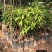 榴莲树苗泰国金枕头猫山王榴莲蜜海南当年结果南北方种植包邮