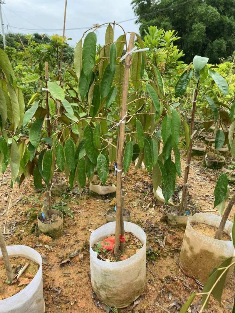 榴莲树苗泰国金枕头猫山王榴莲蜜海南当年结果南北方种植包邮