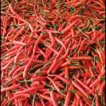 小米椒艳红精品