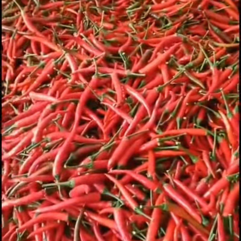 小米椒艳红精品