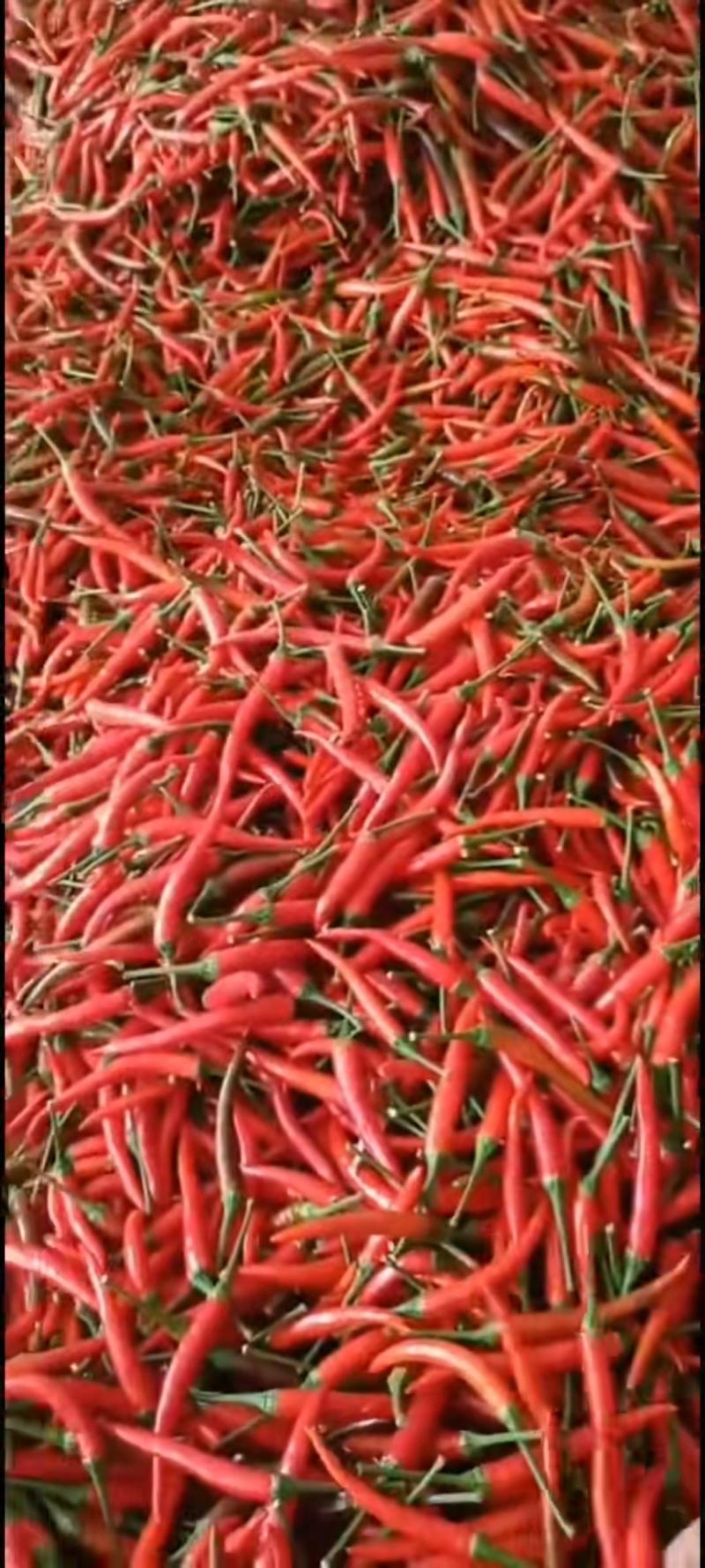 小米椒艳红精品