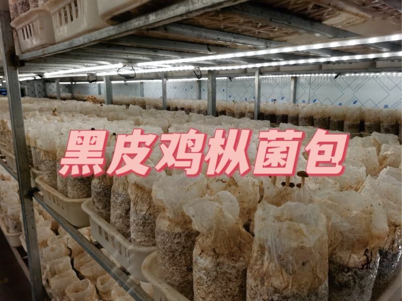 金耳菌包。黑皮鸡枞菌，草菇。袖珍菇