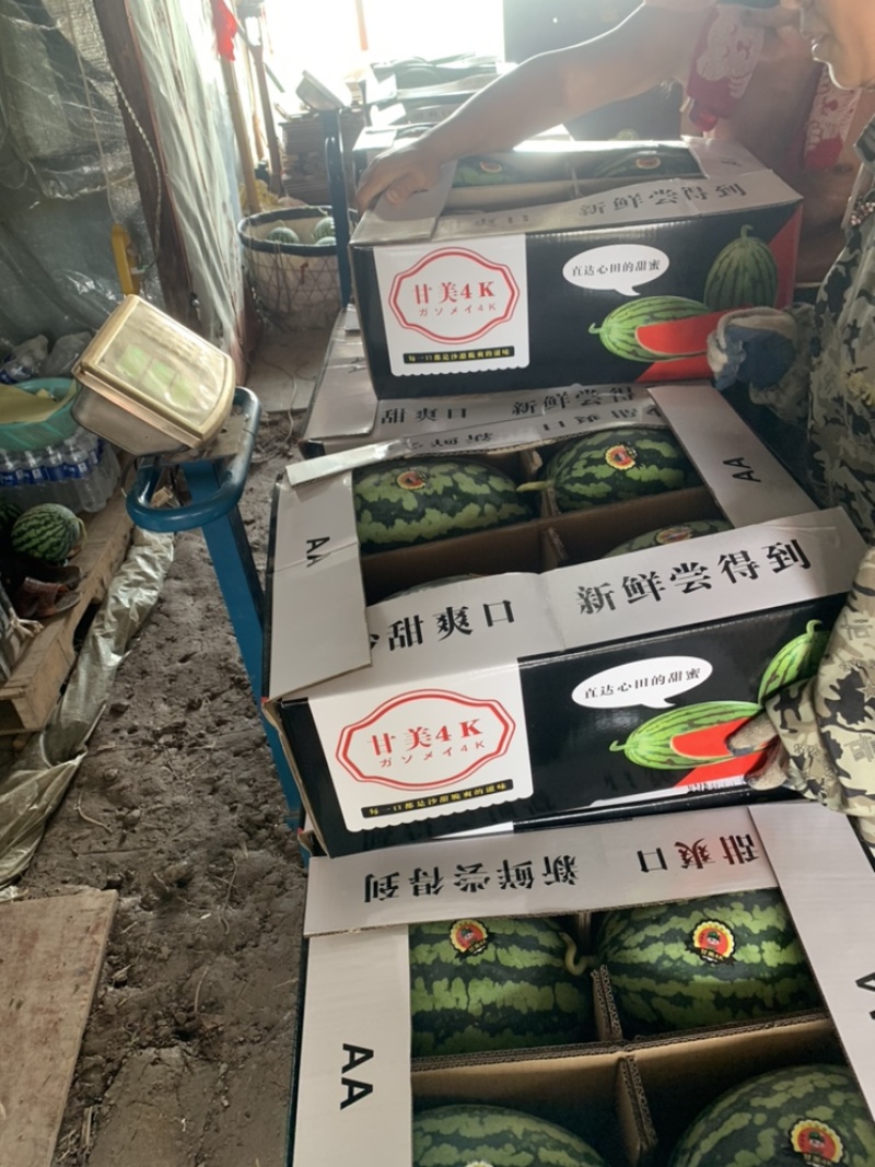 精品甘美4k西瓜价格美丽大量供货实力老板欢迎来电