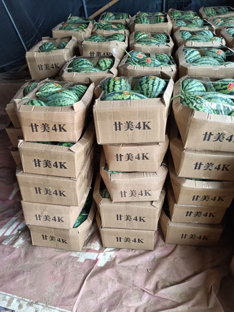 精品甘美4k西瓜价格美丽大量供货实力老板欢迎来电