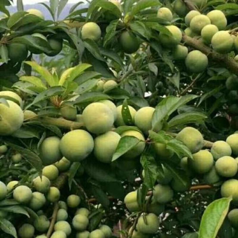 重庆奉节脱骨脆李！专业代办！(巫山脆李)