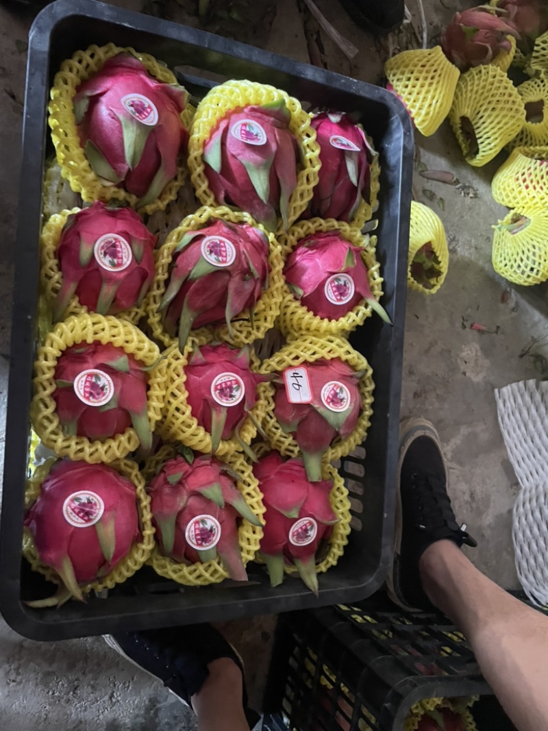 云南红心火龙果《千亩基地直销》品种齐全质量有保障货源充足