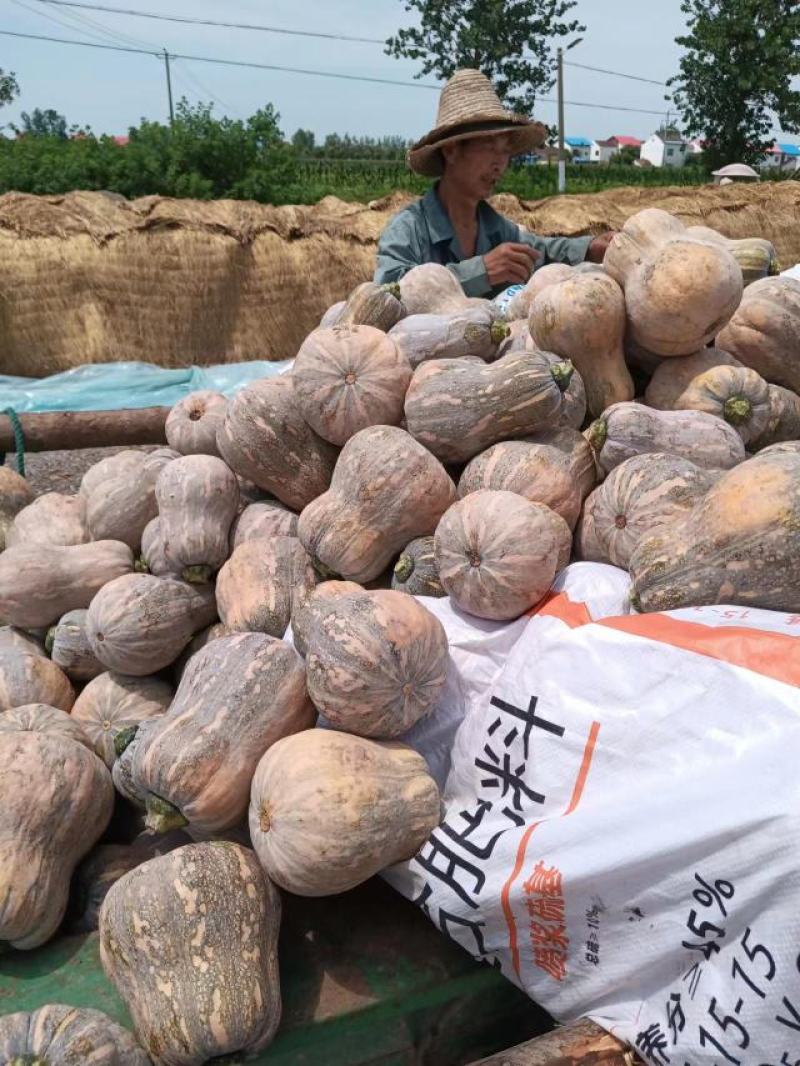小金香南瓜2斤左右又甜又面金香南瓜视频看货