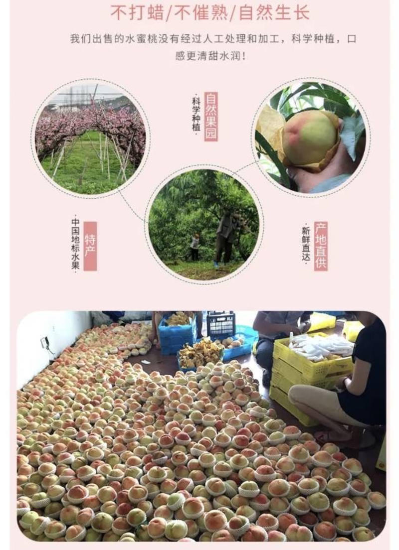 南汇蜜露水蜜桃，12个装，半斤以上的桃，绝对正品！