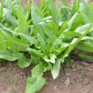 无斑甜油麦种子早熟耐热耐寒四季油麦菜种籽盆栽籽种春季蔬菜
