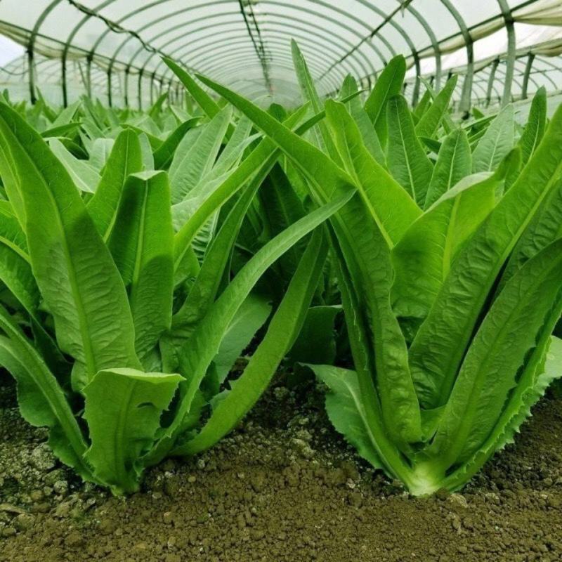 无斑甜油麦种子早熟耐热耐寒四季油麦菜种籽盆栽籽种春季蔬菜