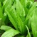 无斑甜油麦种子早熟耐热耐寒四季油麦菜种籽盆栽籽种春季蔬菜