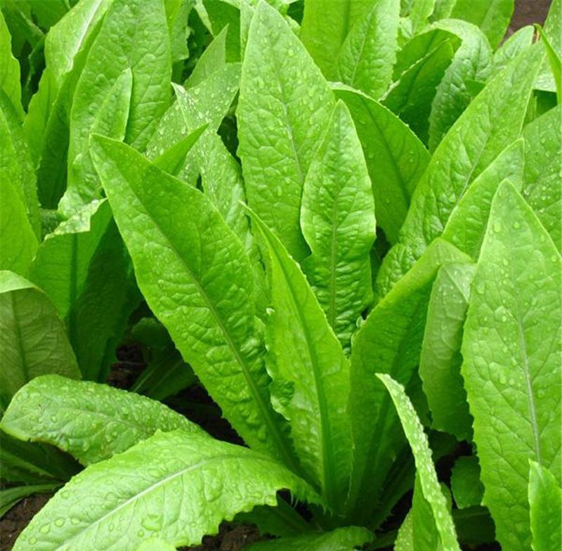 无斑甜油麦种子早熟耐热耐寒四季油麦菜种籽盆栽籽种春季蔬菜