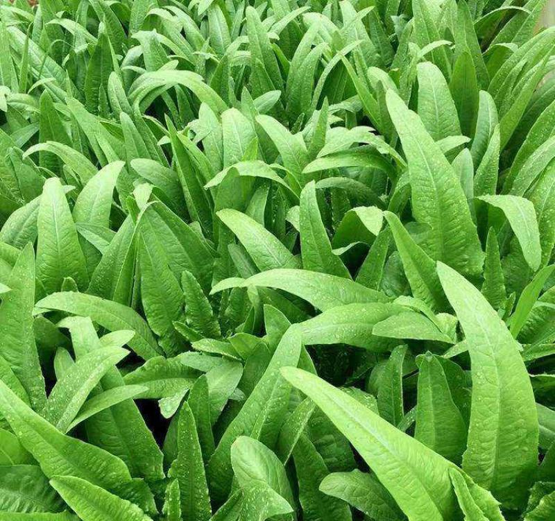 无斑甜油麦种子早熟耐热耐寒四季油麦菜种籽盆栽籽种春季蔬菜