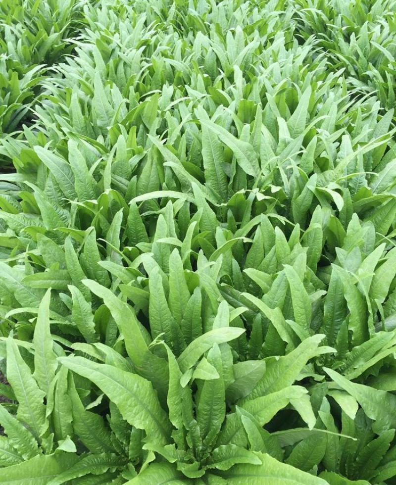 无斑甜油麦种子早熟耐热耐寒四季油麦菜种籽盆栽籽种春季蔬菜