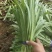 无斑甜油麦种子早熟耐热耐寒四季油麦菜种籽盆栽籽种春季蔬菜