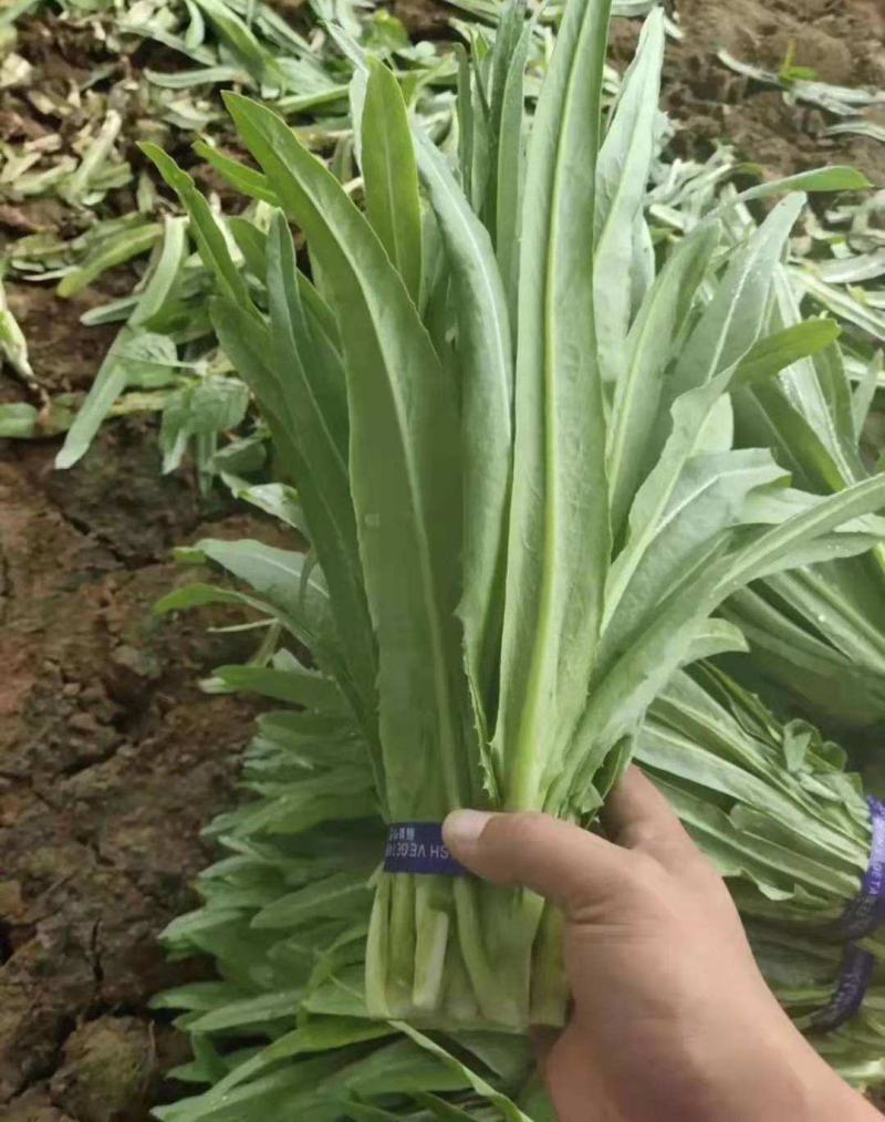 无斑甜油麦种子早熟耐热耐寒四季油麦菜种籽盆栽籽种春季蔬菜