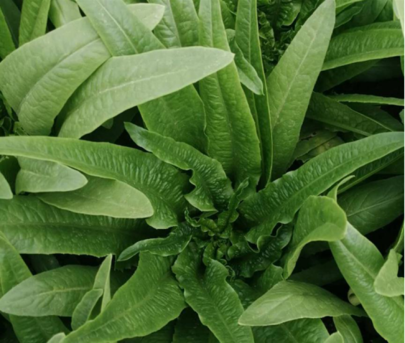无斑甜油麦种子早熟耐热耐寒四季油麦菜种籽盆栽籽种春季蔬菜