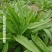 无斑甜油麦种子早熟耐热耐寒四季油麦菜种籽盆栽籽种春季蔬菜