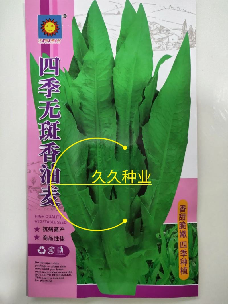 无斑甜油麦种子早熟耐热耐寒四季油麦菜种籽盆栽籽种春季蔬菜