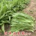 无斑甜油麦种子早熟耐热耐寒四季油麦菜种籽盆栽籽种春季蔬菜