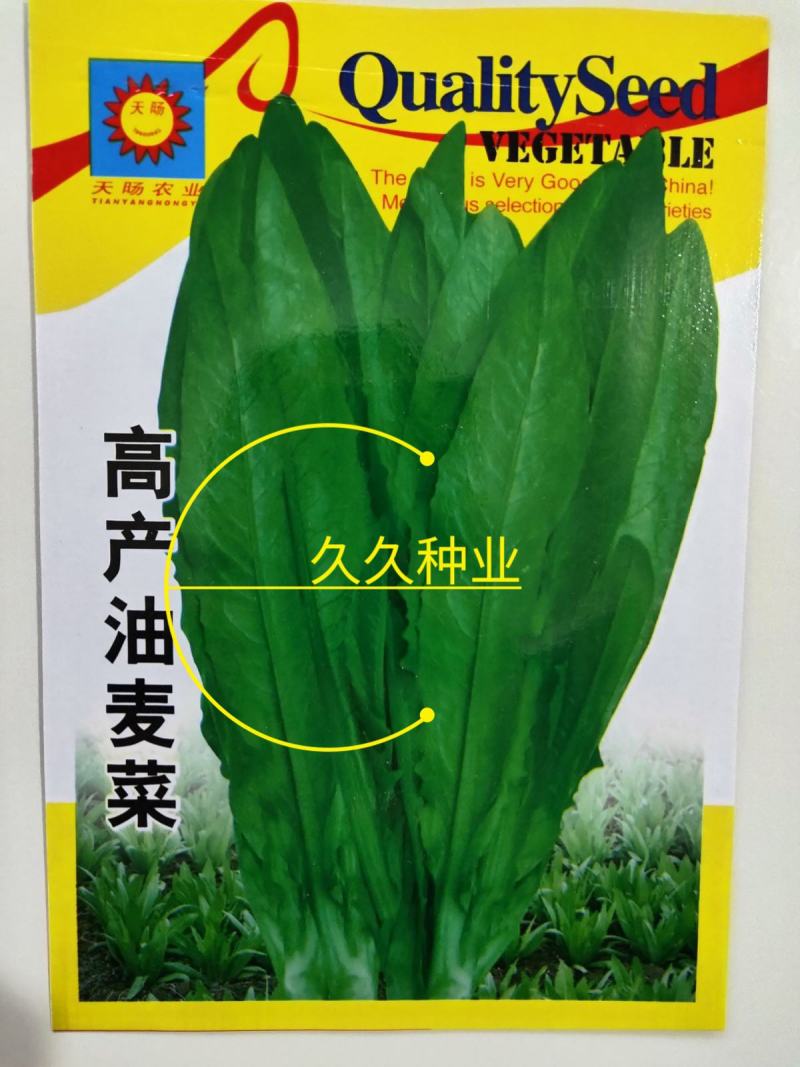 高产油麦菜种子籽孑春夏秋四播季淡绿抗病脆嫩鲜嫩清香油麦菜