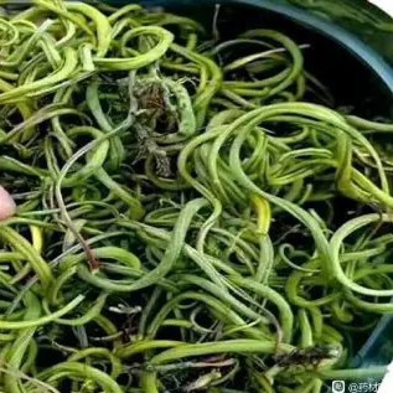 小叶化石草