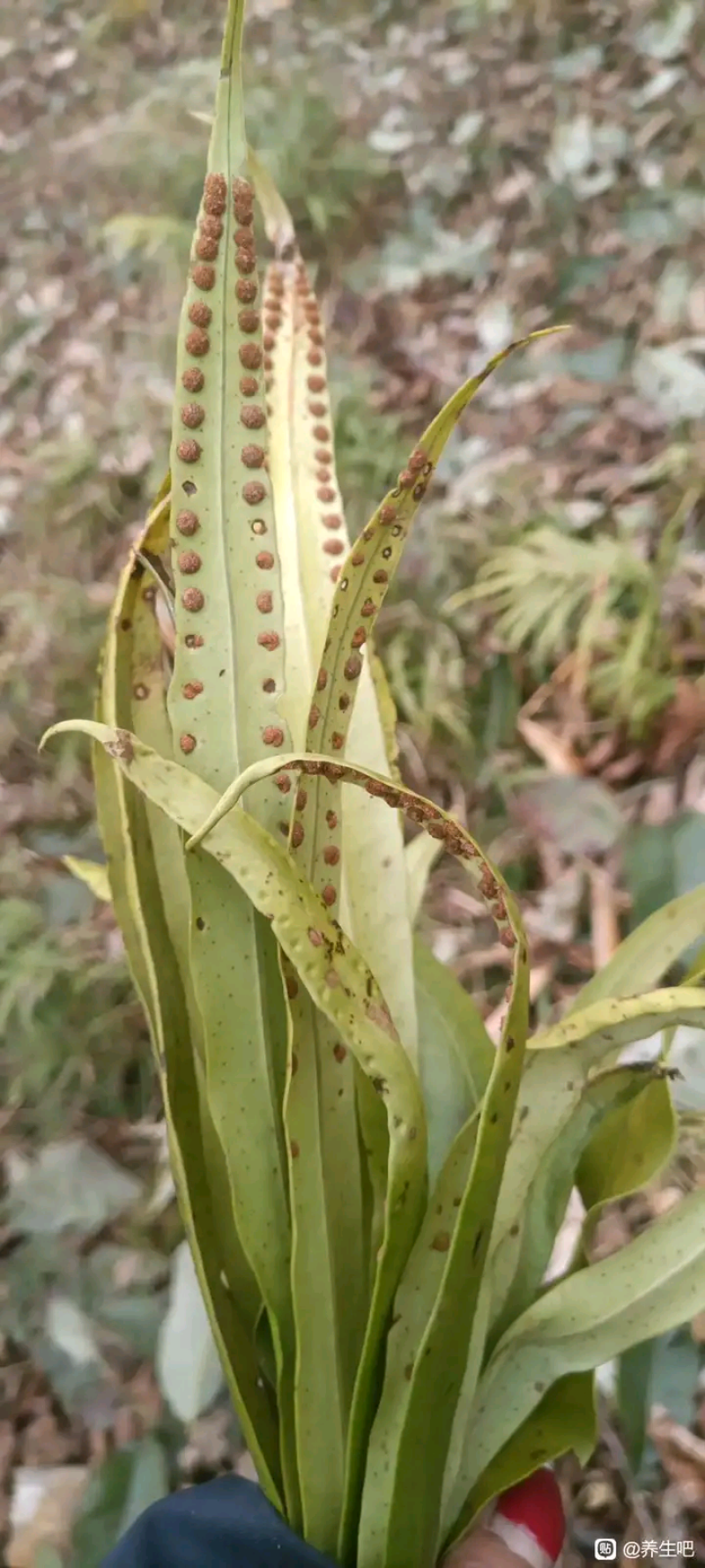 小叶化石草