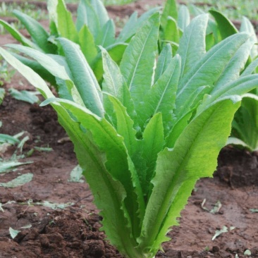 四季香油麦菜籽种子耐寒耐湿春秋冬季蔬菜种籽夏青菜阳台种孑