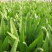 四季香油麦菜籽种子耐寒耐湿春秋冬季蔬菜种籽夏青菜阳台种孑