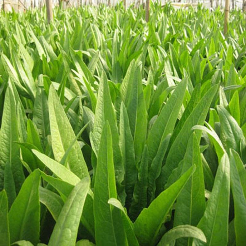 四季香油麦菜籽种子耐寒耐湿春秋冬季蔬菜种籽夏青菜阳台种孑
