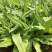 四季香油麦菜籽种子耐寒耐湿春秋冬季蔬菜种籽夏青菜阳台种孑