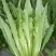 四季香油麦菜籽种子耐寒耐湿春秋冬季蔬菜种籽夏青菜阳台种孑