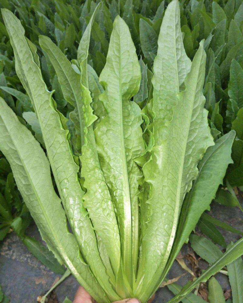 四季香油麦菜籽种子耐寒耐湿春秋冬季蔬菜种籽夏青菜阳台种孑
