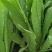 四季香油麦菜籽种子耐寒耐湿春秋冬季蔬菜种籽夏青菜阳台种孑