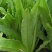 四季香油麦菜籽种子耐寒耐湿春秋冬季蔬菜种籽夏青菜阳台种孑