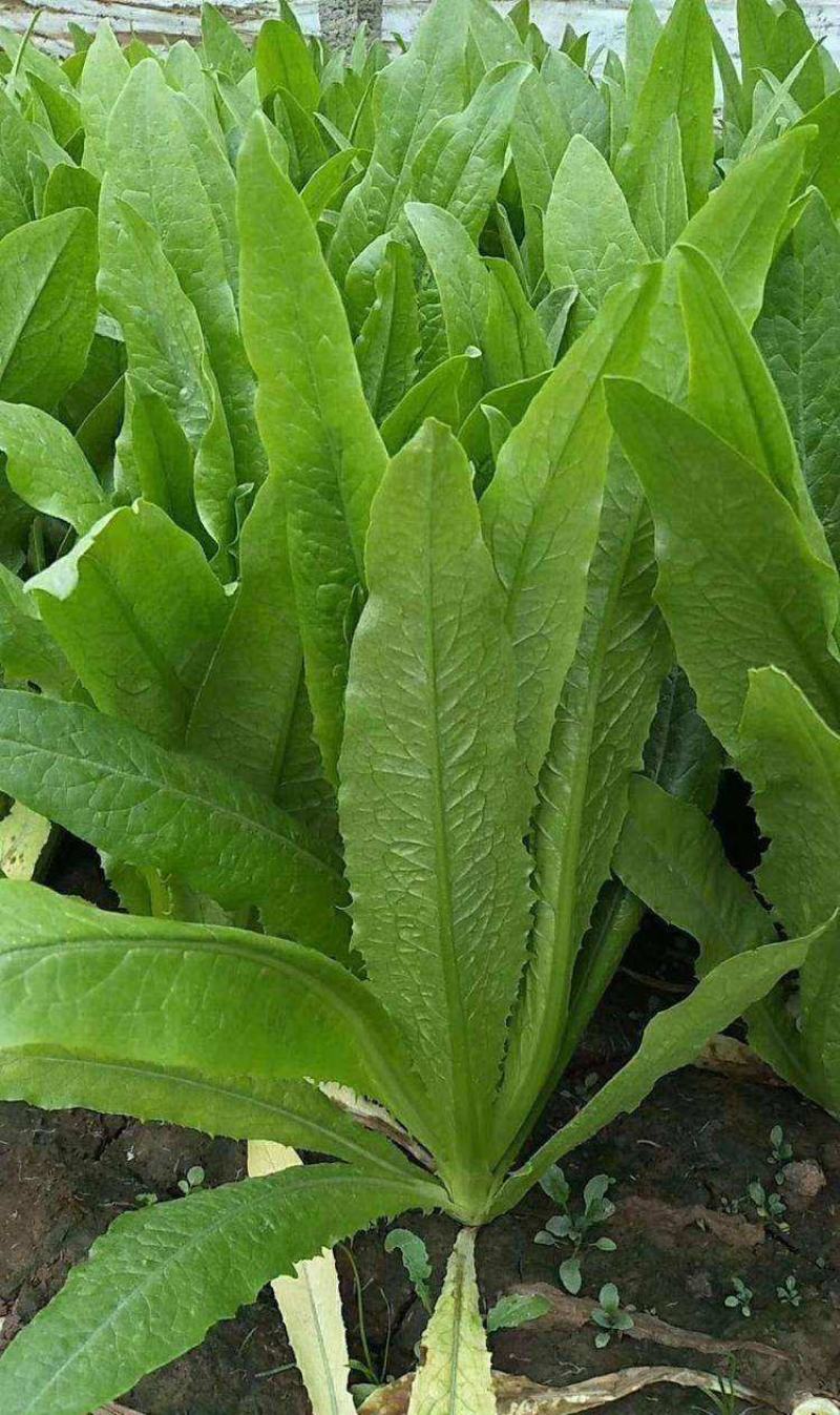 四季香油麦菜籽种子耐寒耐湿春秋冬季蔬菜种籽夏青菜阳台种孑